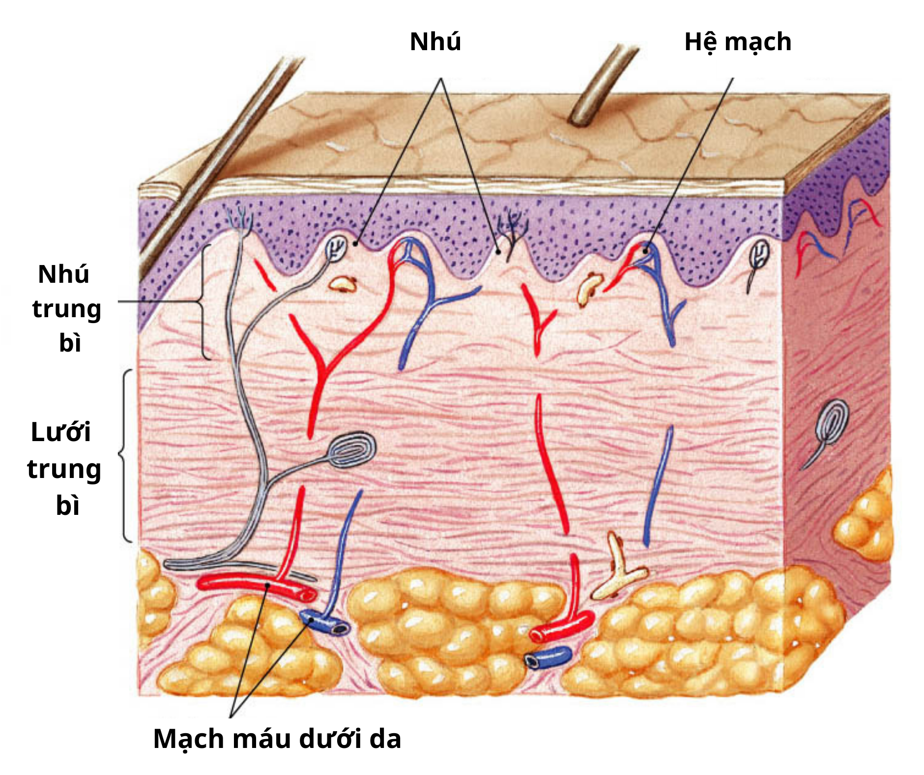 Có được sử dụng trung bì mỡ của người khác để nâng mũi không?