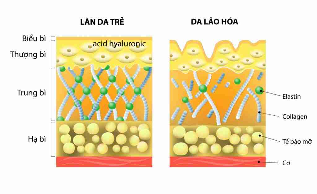 Trước khi tiêm trẻ hóa da, bạn cần biết về những điều này