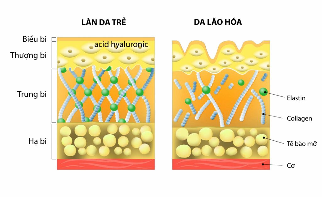 Giải pháp làn da căng bóng khi bước vào giai đoạn lão hoá?